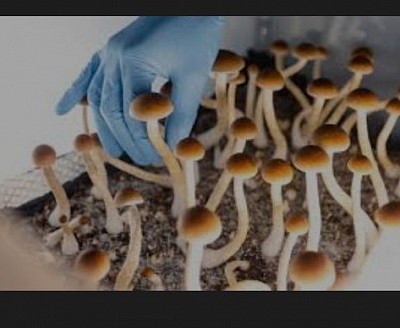 Magic mushrooms